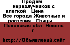Продам 2 неразлучников с клеткой › Цена ­ 2 500 - Все города Животные и растения » Птицы   . Псковская обл.,Невель г.